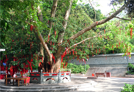 南宁有棵“天下奇树” 藏在赢咖3良凤江公园里