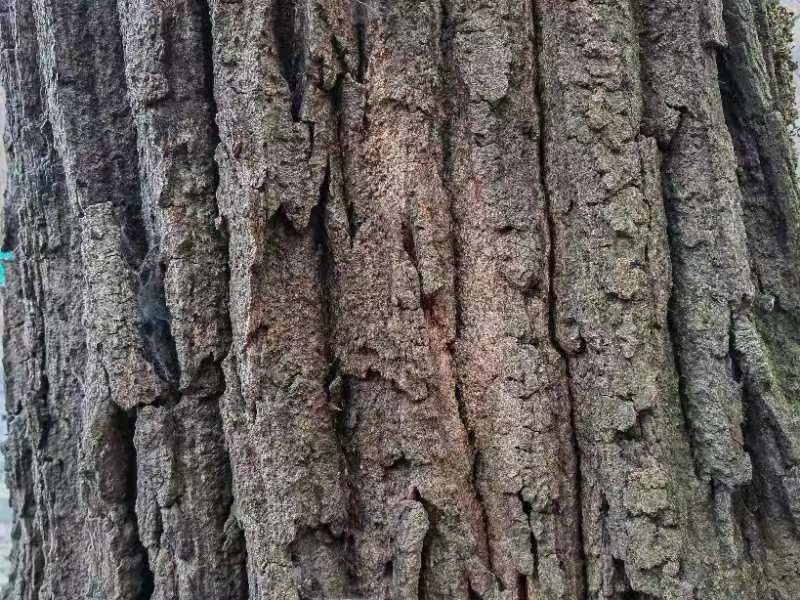 林木生态 | 珍贵树种栓皮栎与秦巴山区