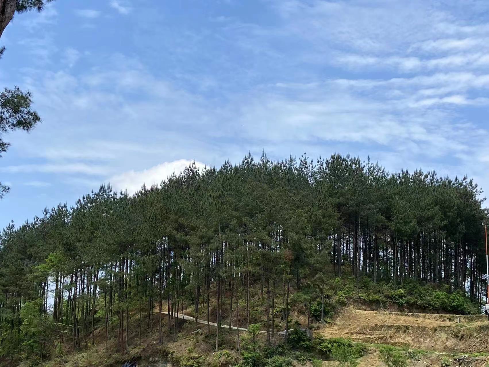 喜报|重庆首个国储林“碳惠通”项目 花落重庆林投